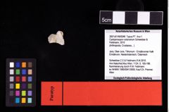 NHMW-GEO-2007z0149-0048_Ol_01.tifCycloprosopon octonarium (Schweitzer & Feldmann, 2010)  (NHMW-GEO-2007z0149-0048)